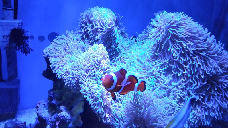人気のクリスマスアイテムがいっぱい！ コーラルレンズ サンゴ 珊瑚 水槽 general-bond.co.jp