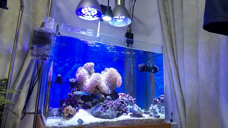 ギフト】 LED 電球 スポットライト 24W 2W×12 青8赤4 水槽 照明 E26 水草 LEDスポットライト 電気 サンゴ 熱帯魚 観賞魚  植物育成